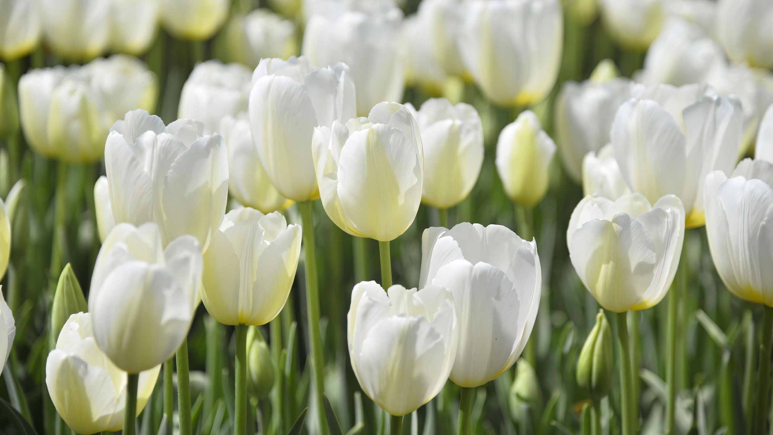 hinh nen may tinh hoa tulip buon 2560px 1440px 2k 6