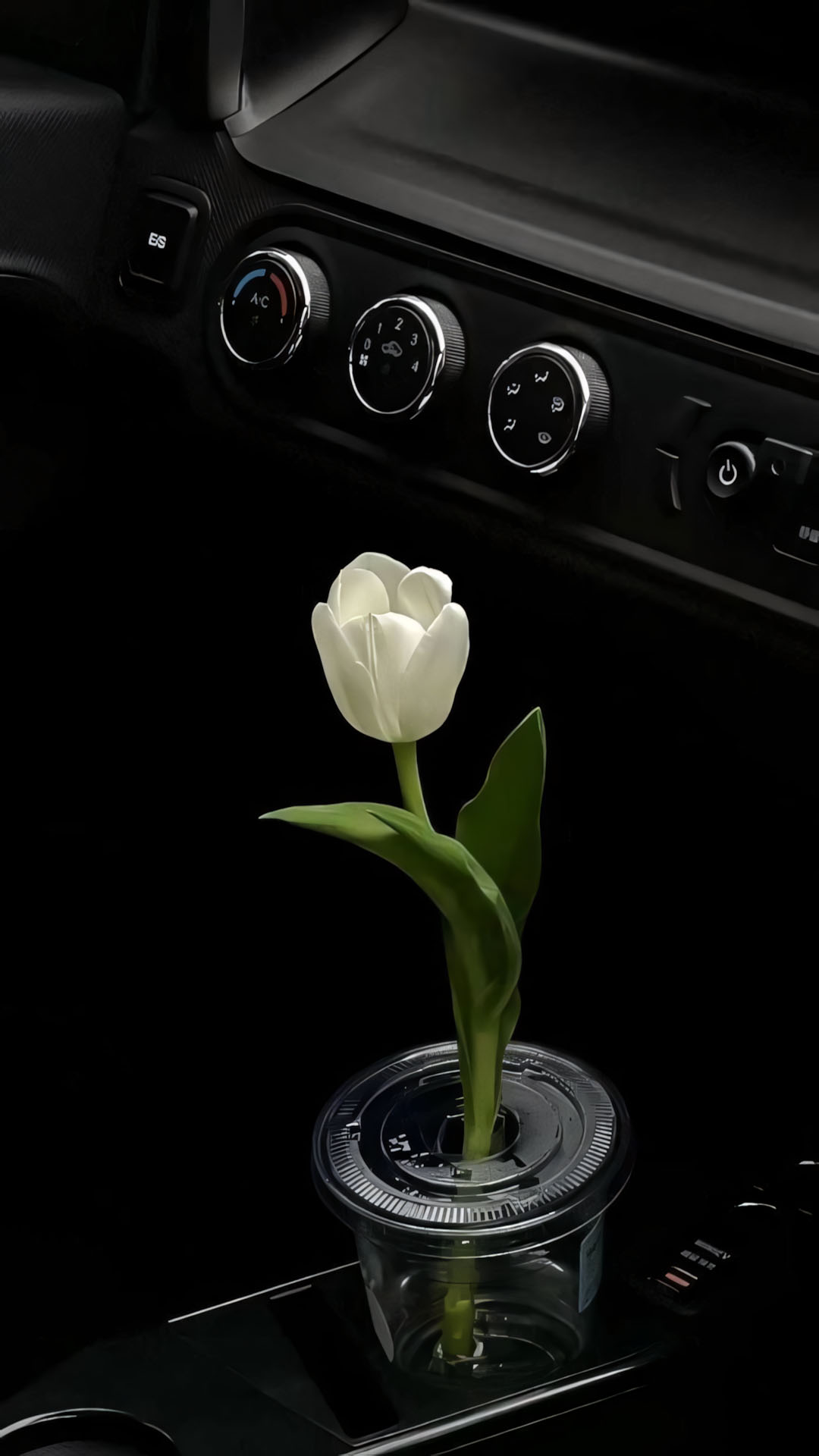 anh hoa tulip trang buon 1920px 1080px full hd 11