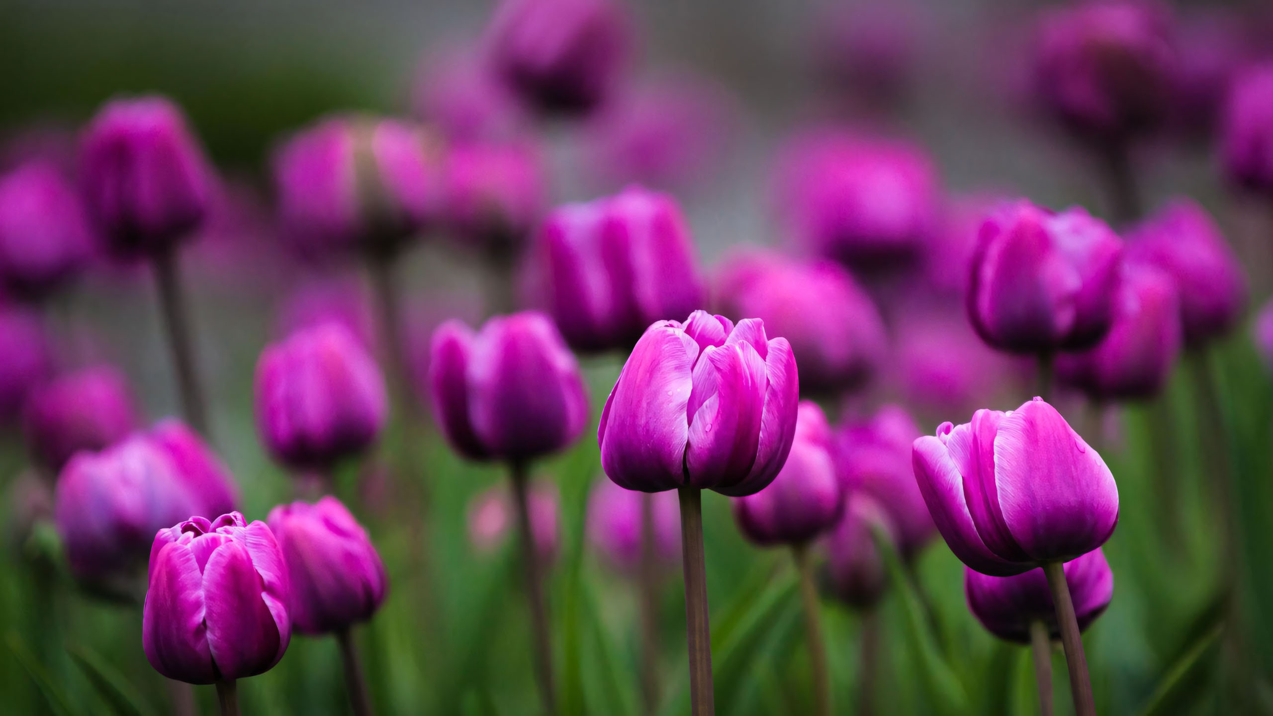 hinh nen may tinh hoa tulip buon 2560px 1440px 2k 4