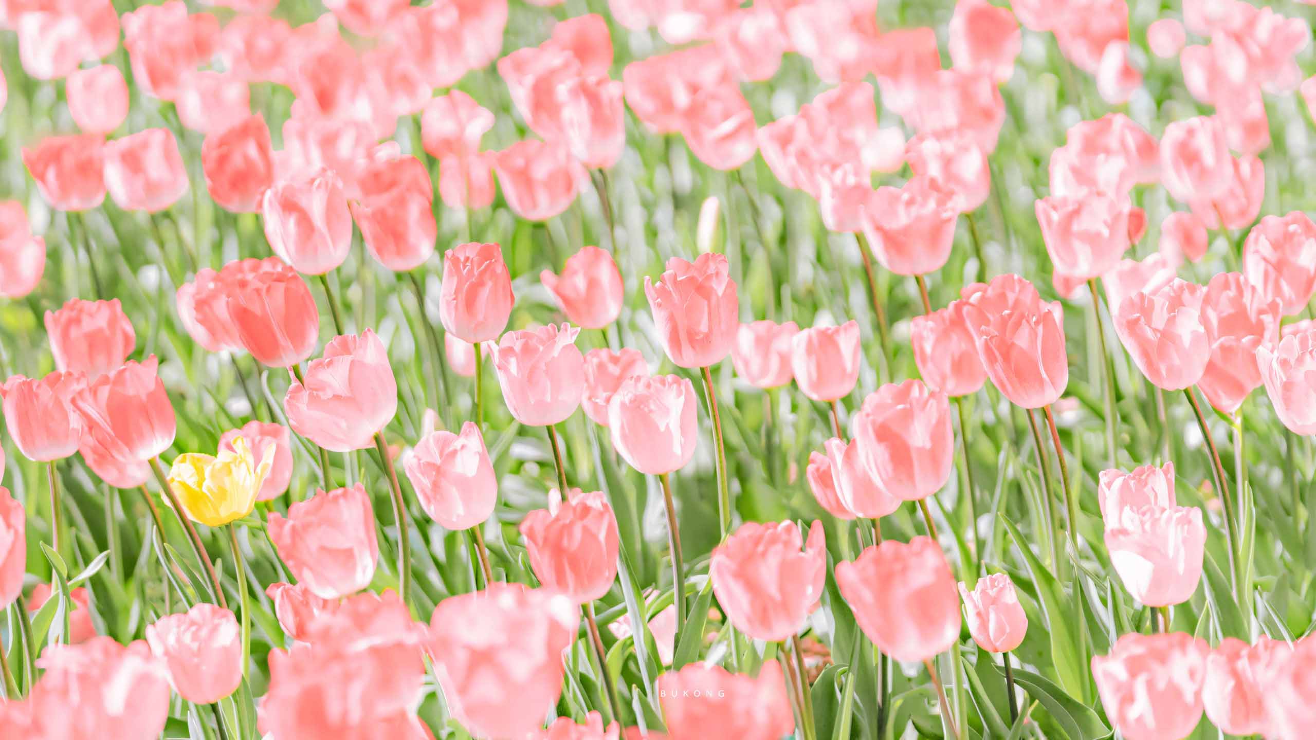 hinh nen may tinh hoa tulip buon 2560px 1440px 2k 3