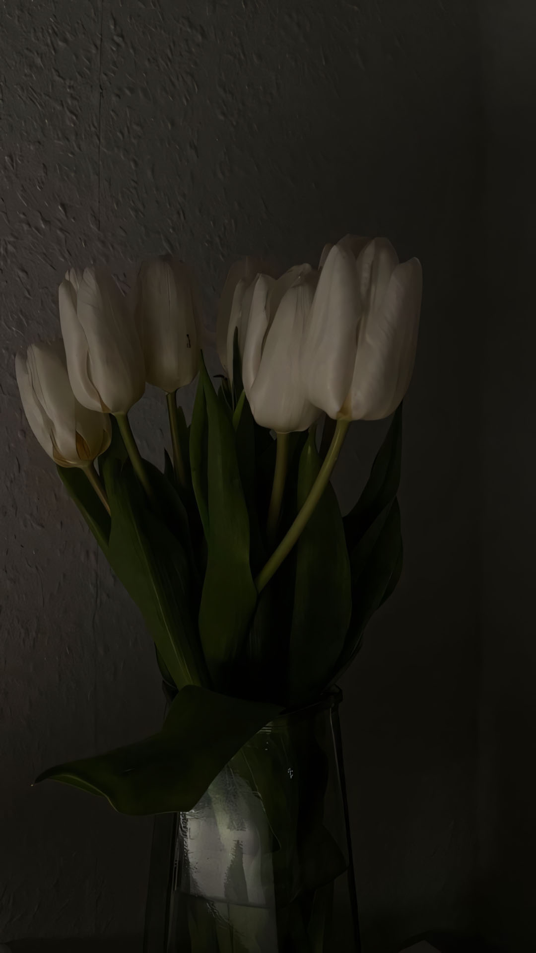 anh hoa tulip trang buon 1920px 1080px full hd 10