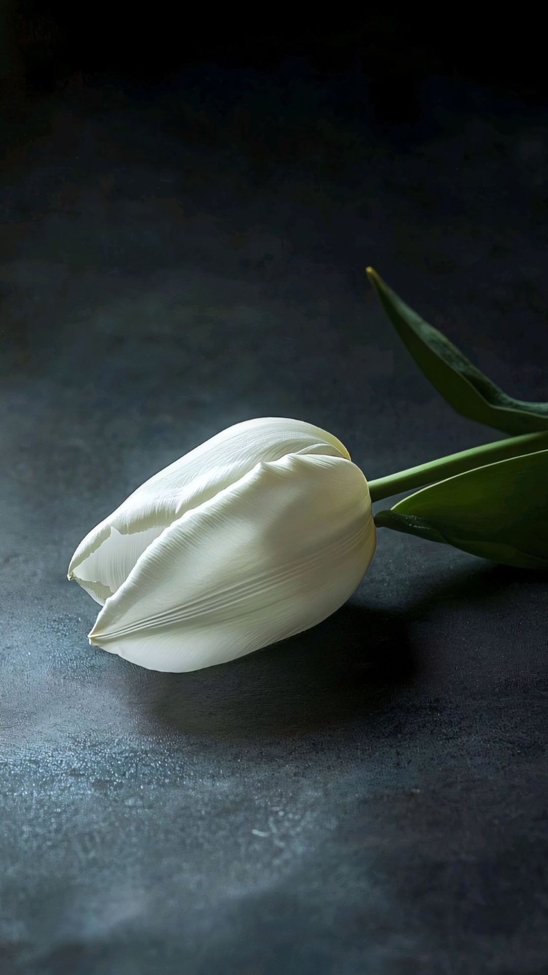 anh hoa tulip trang buon 1920px 1080px full hd 1