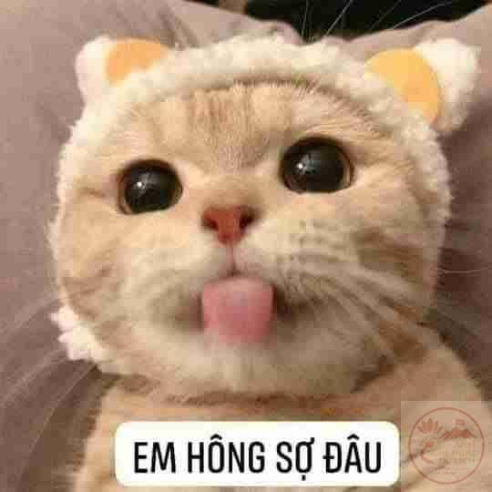 Meme mèo lêu lêu và hành trình trở thành biểu tượng trêu chọc vui nhất mạng