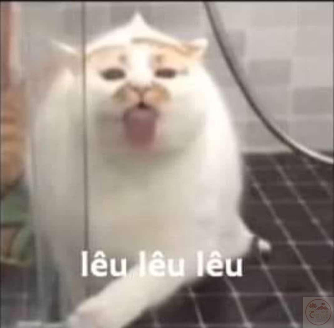 Cười sảng khoái với những pha châm chọc từ meme lêu lêu cay