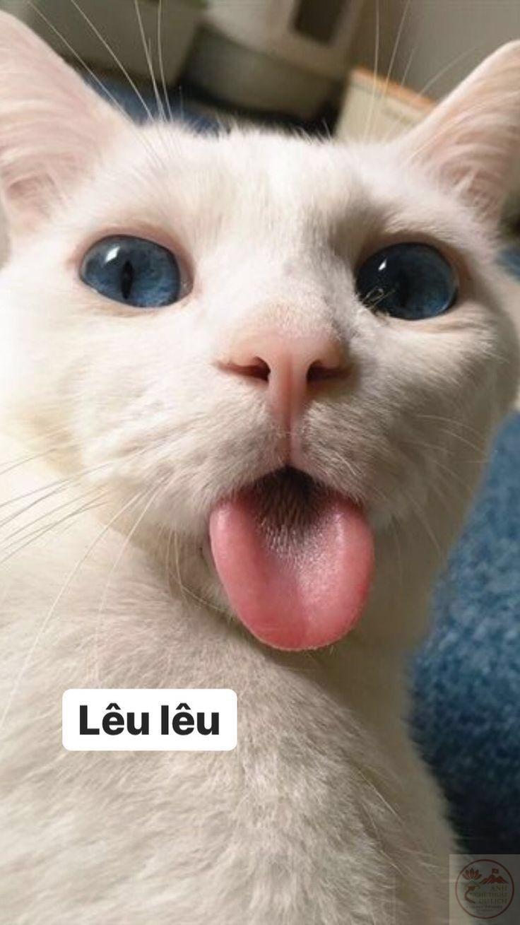 Cười thả ga cùng không sợ không sợ lêu lêu meme