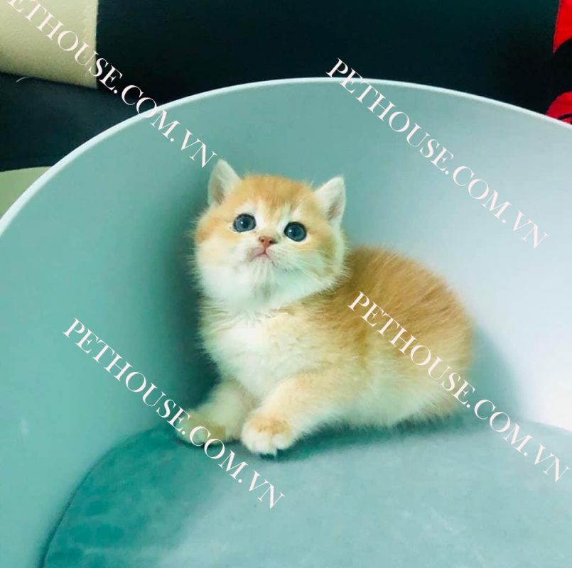 Mèo Anh lông ngắn ( nguồn sưu tầm )