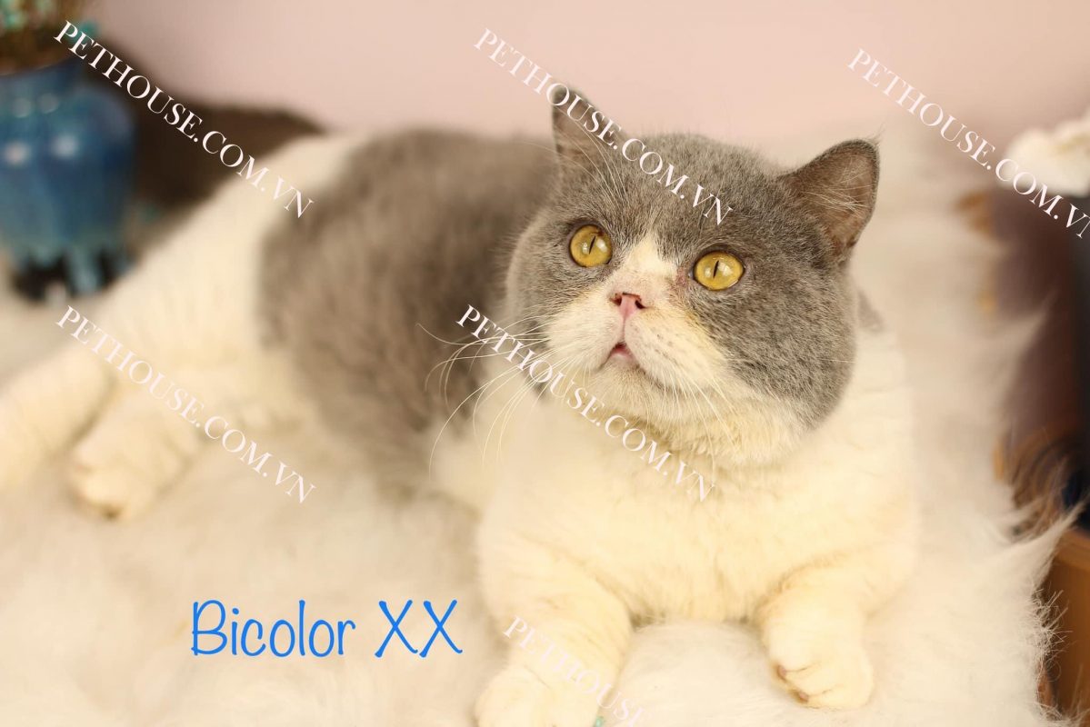 Mèo Anh lông ngắn ( nguồn sưu tầm )