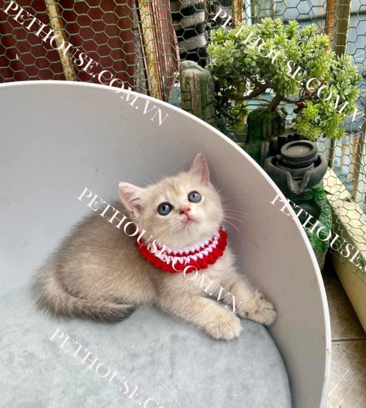 Mèo Anh lông ngắn ( nguồn sưu tầm )