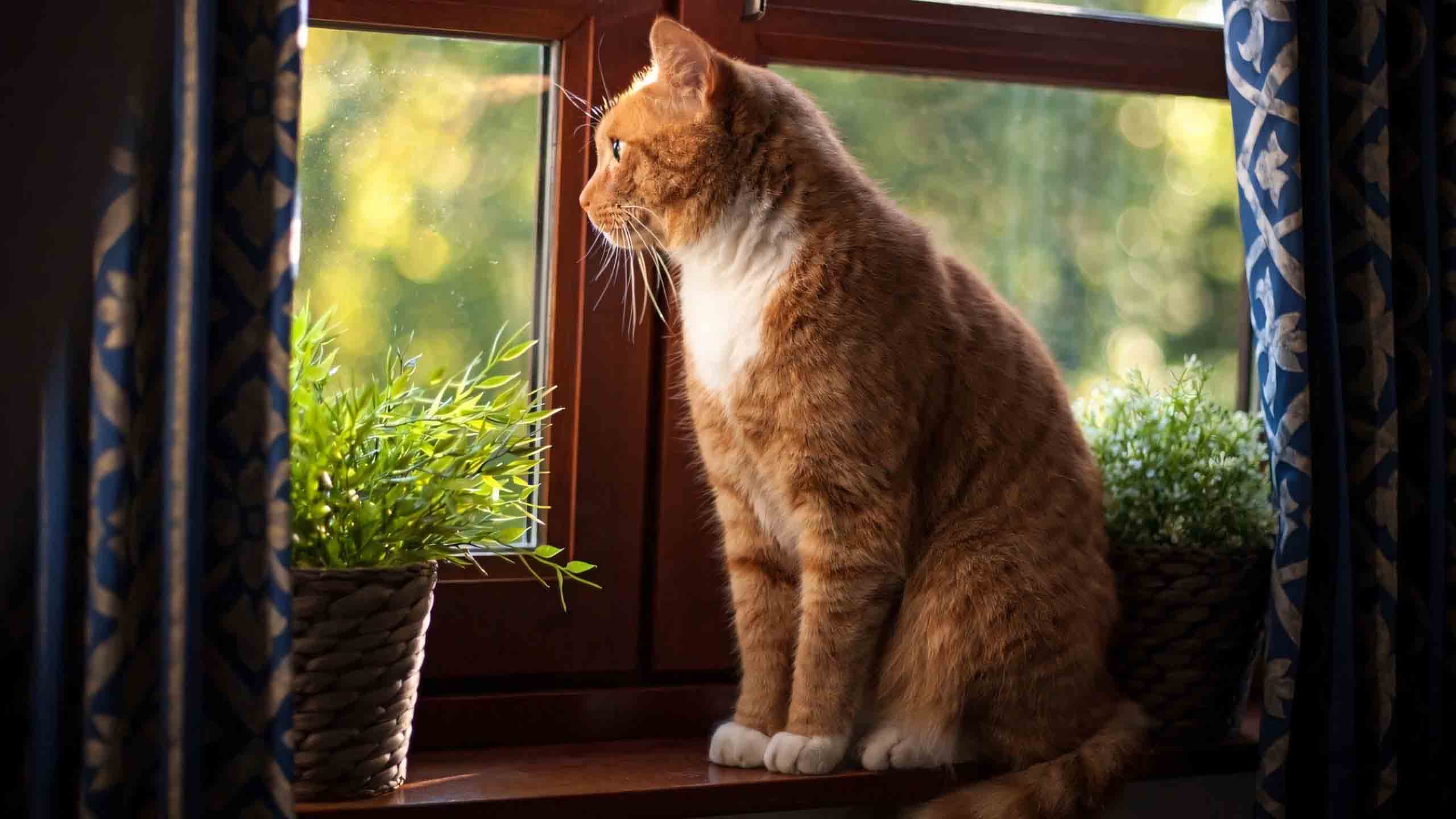 anh meo buon 2560px 1440px 2k 20