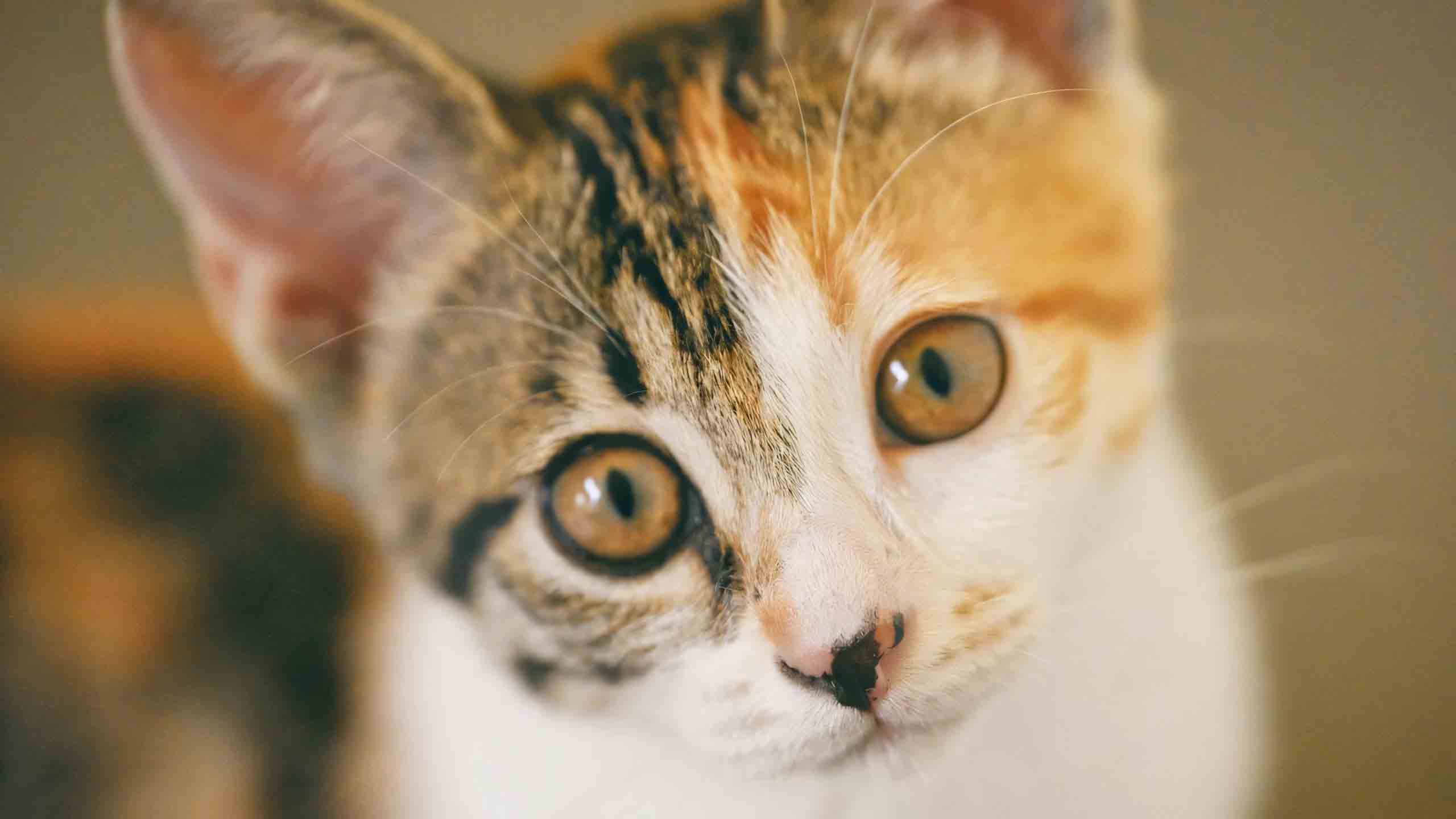 anh meo buon 2560px 1440px 2k 10