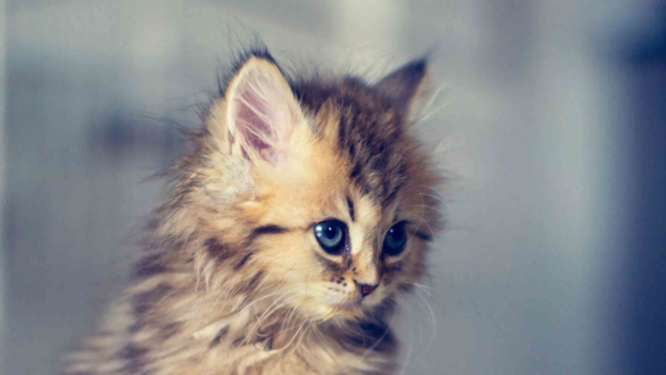 anh meo buon 2560px 1440px 2k 18