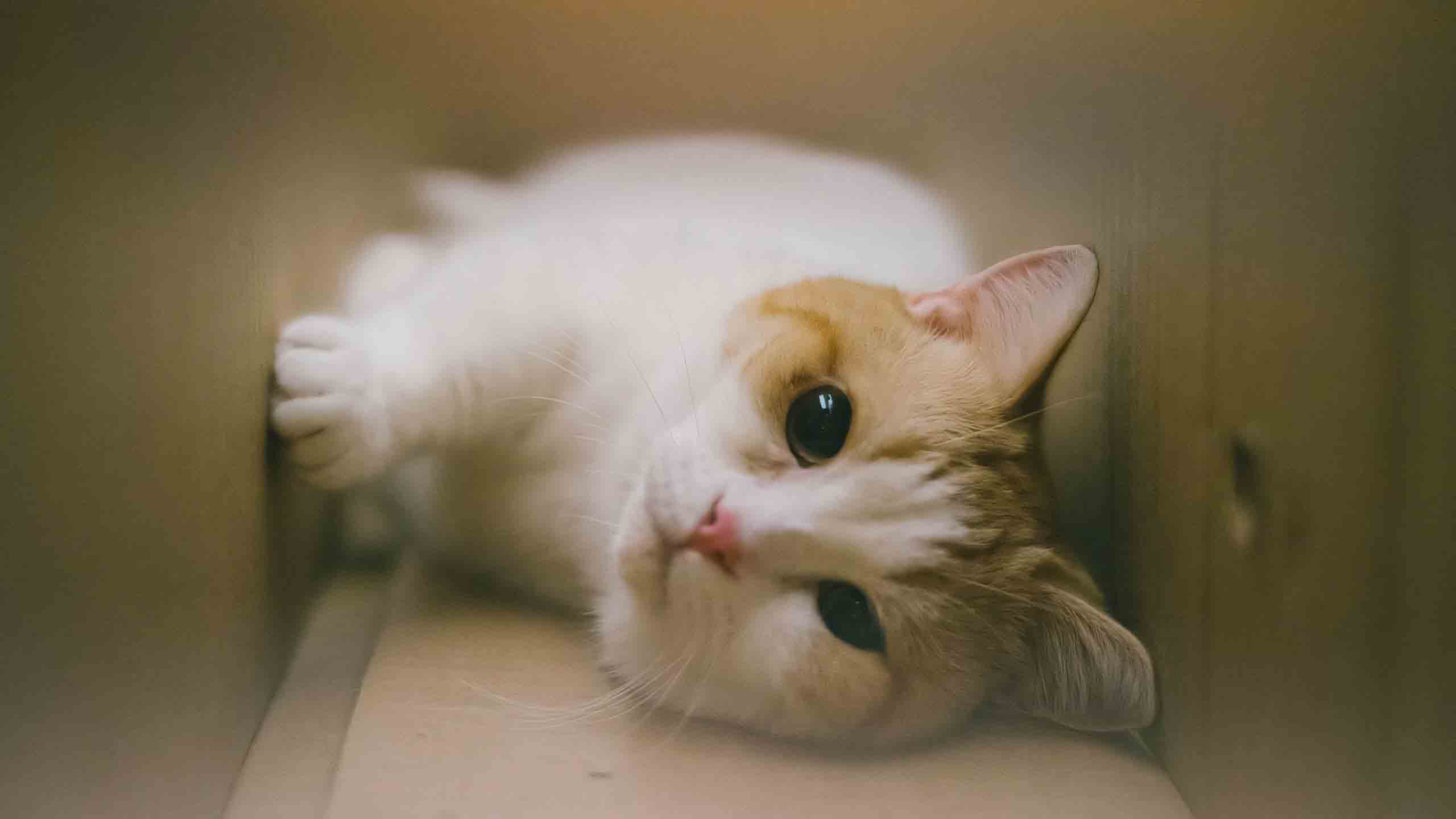 anh meo buon 2560px 1440px 2k 14