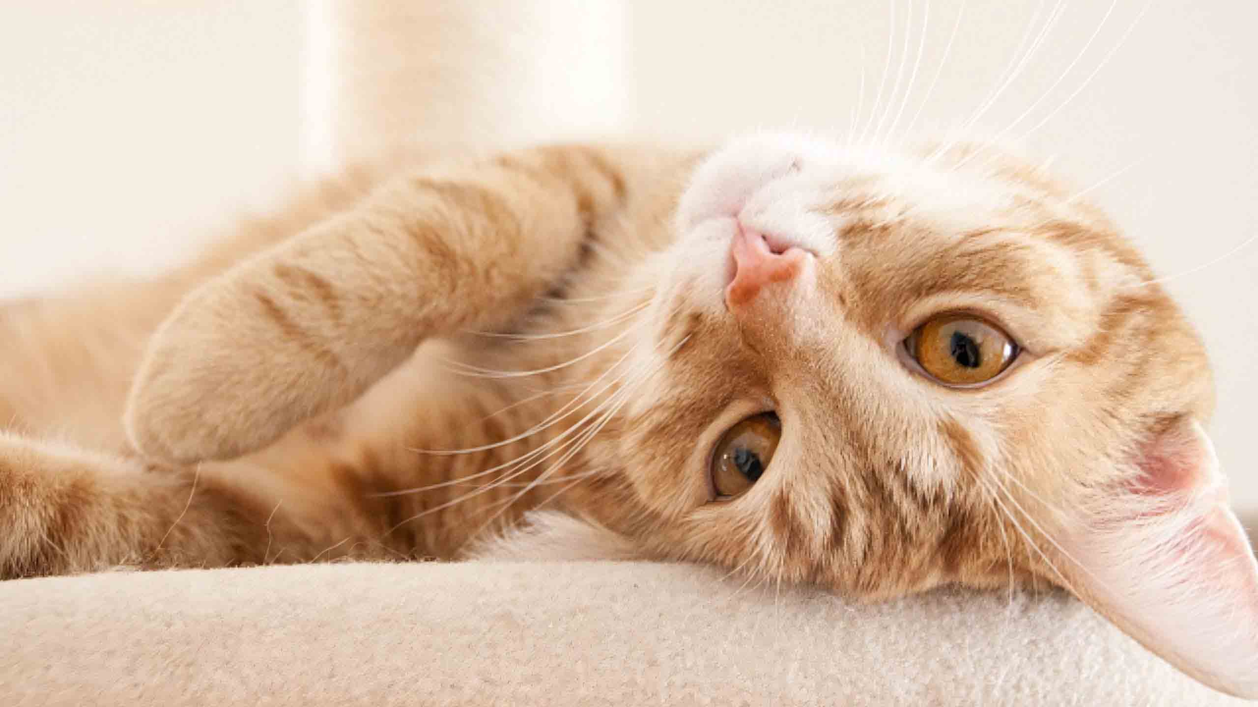 anh meo buon 2560px 1440px 2k 16