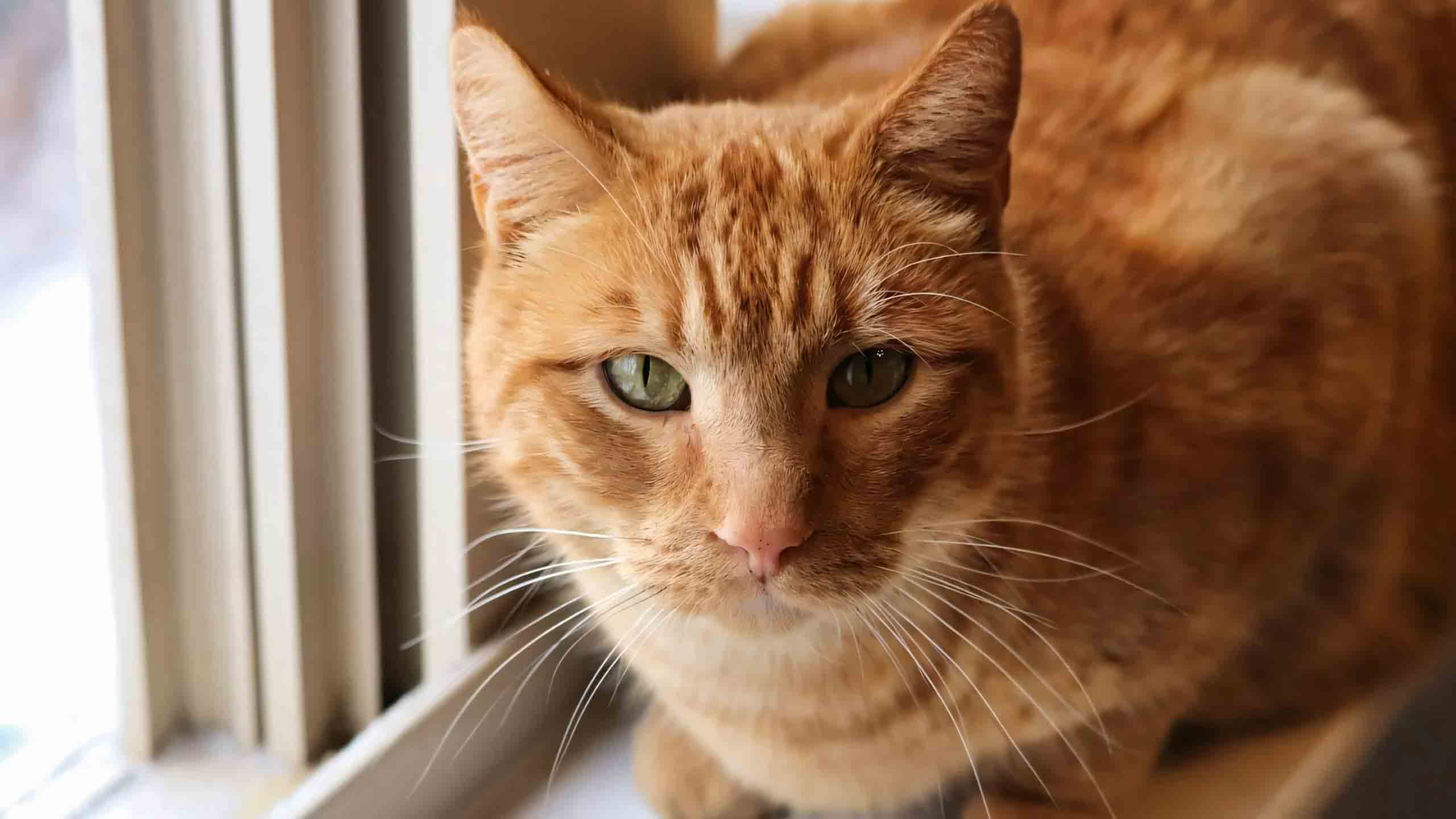 anh meo buon 2560px 1440px 2k 19