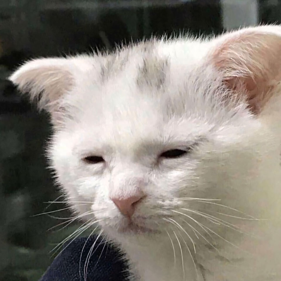 anh meme meo buon 960px 960px avaatar 4