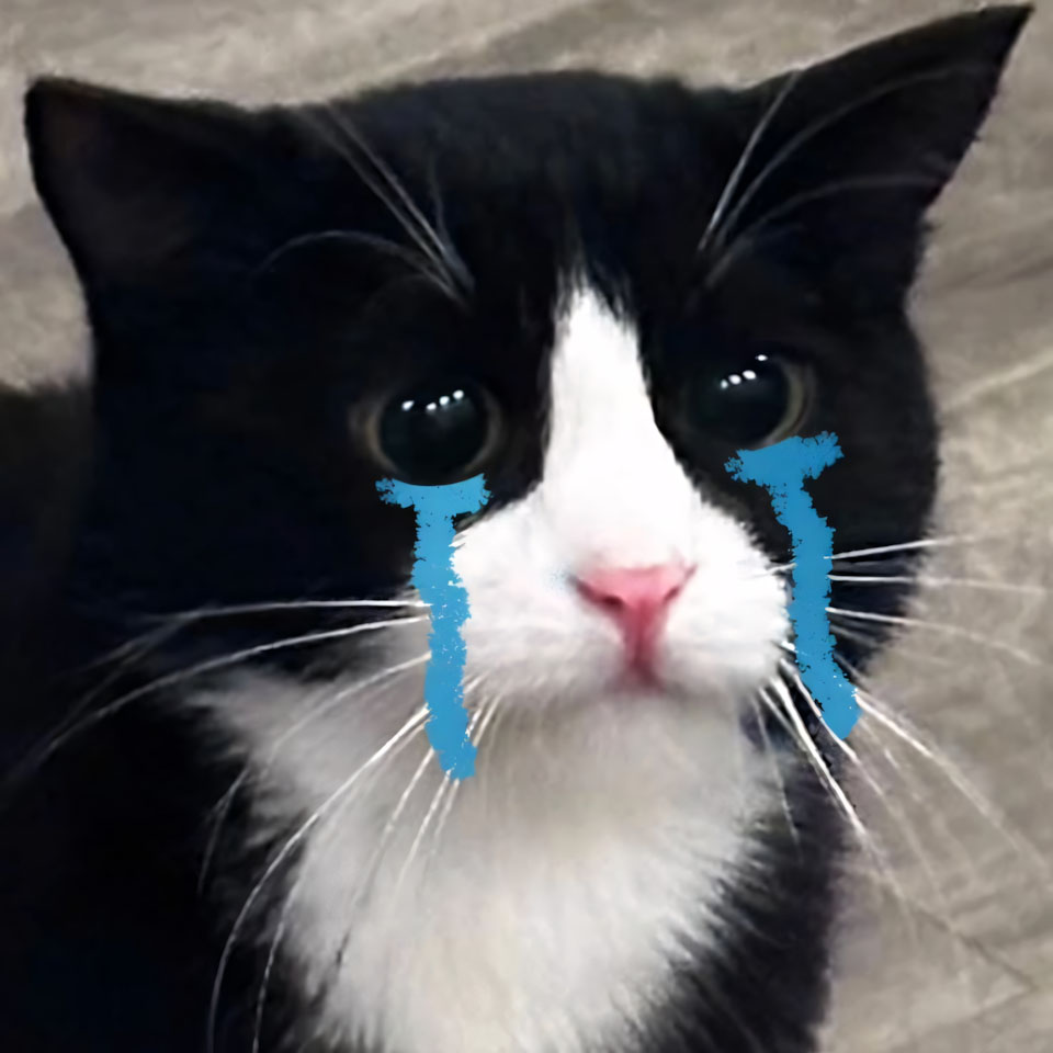 anh meme meo buon 960px 960px avaatar 7