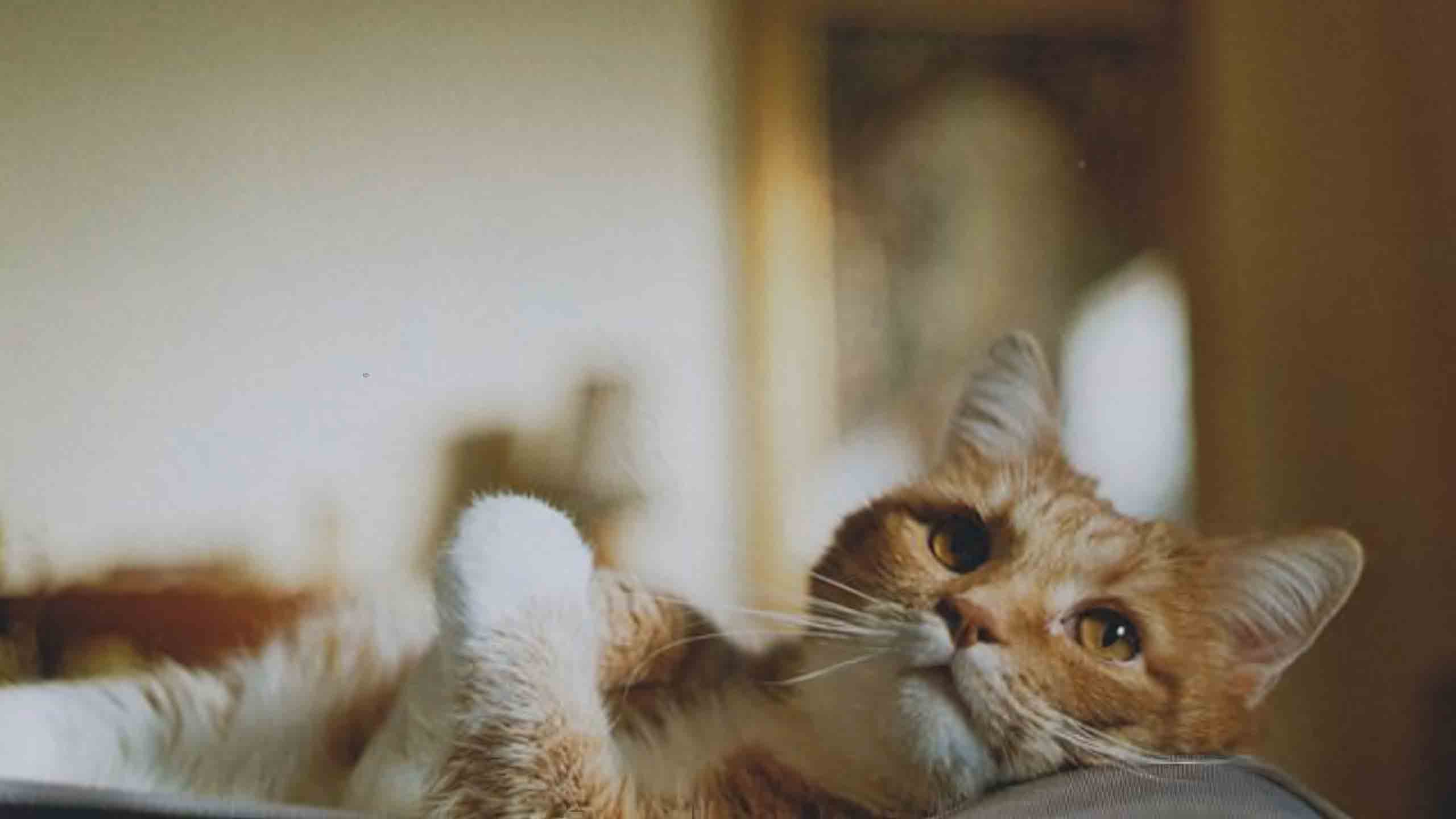 anh meo buon 2560px 1440px 2k 3