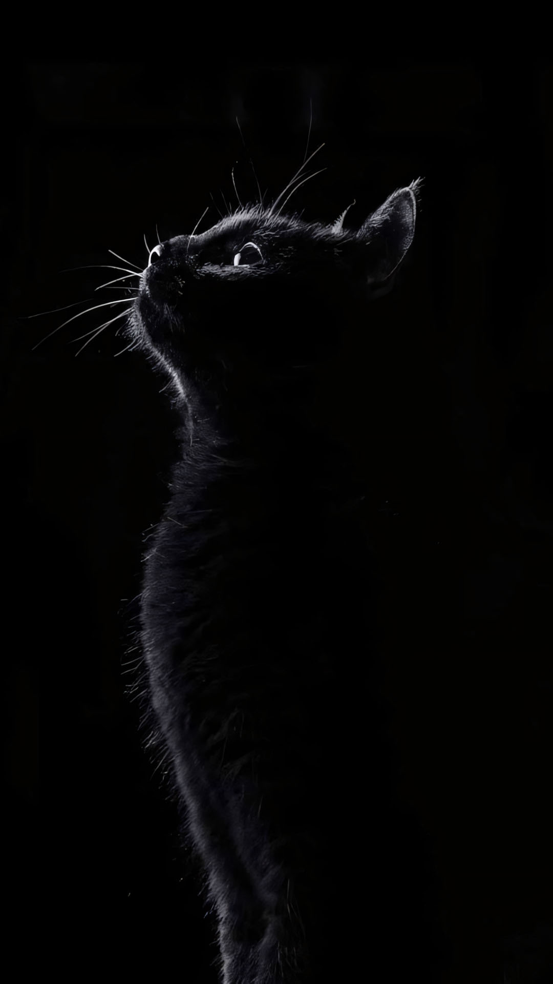 anh meo buon co don 1920px 1080px full hd 3