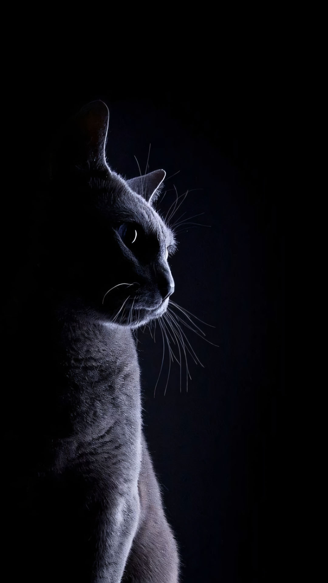 anh meo buon co don 1920px 1080px full hd 8