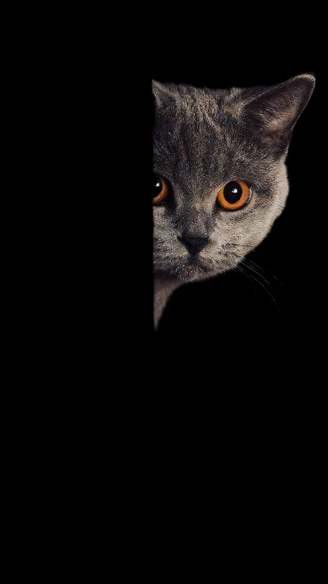 anh meo buon co don 1920px 1080px full hd 9