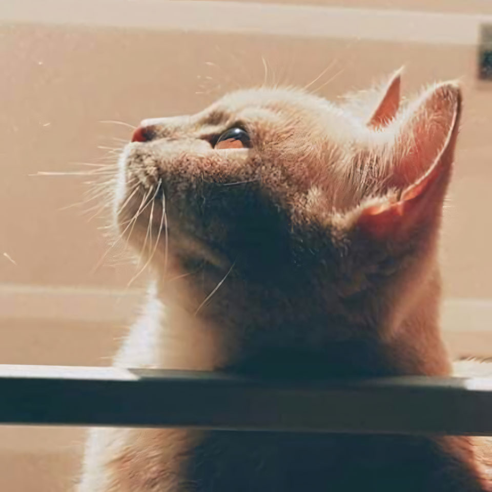 anh meo buon cute 960px 960px avaatar 1