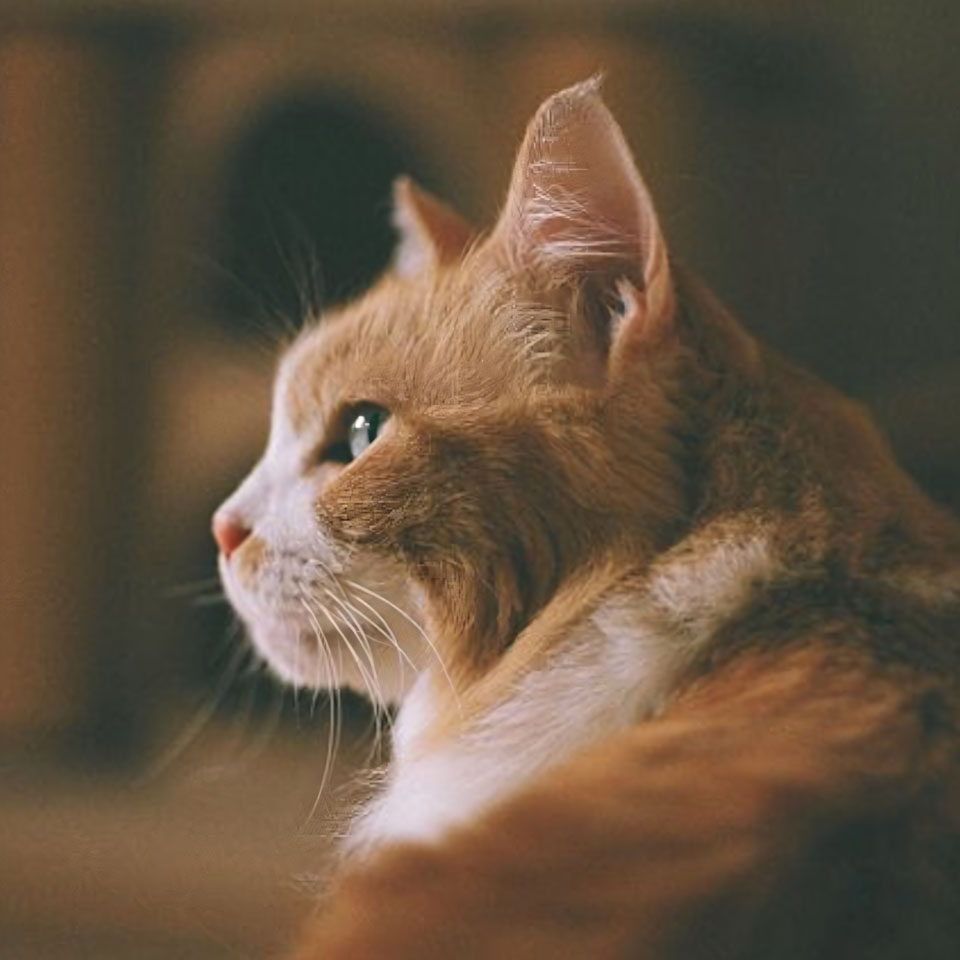 anh meo buon cute 960px 960px avaatar 4