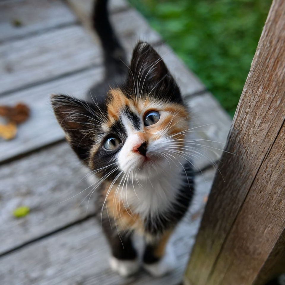 anh meo buon cute 960px 960px avaatar 5