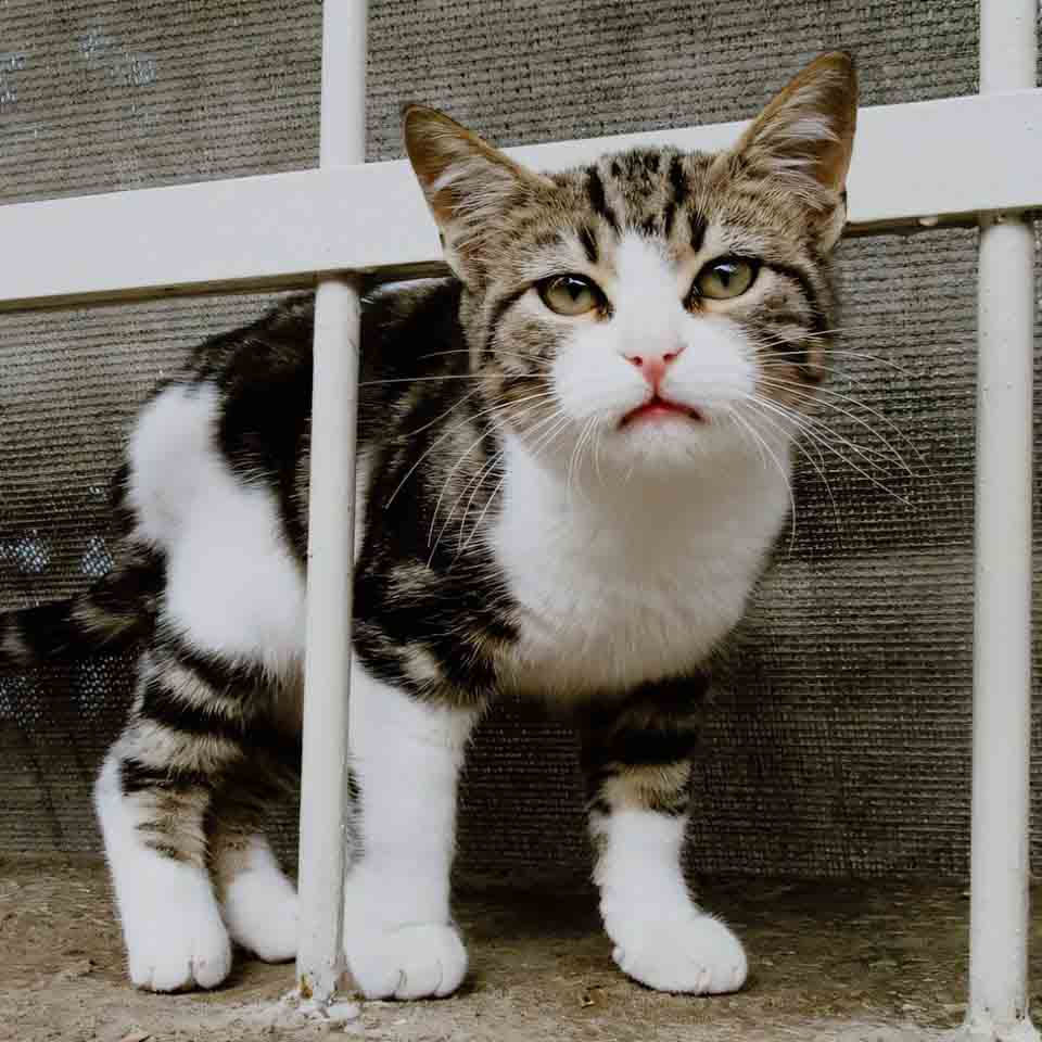 anh meo buon cute 960px 960px avaatar 8