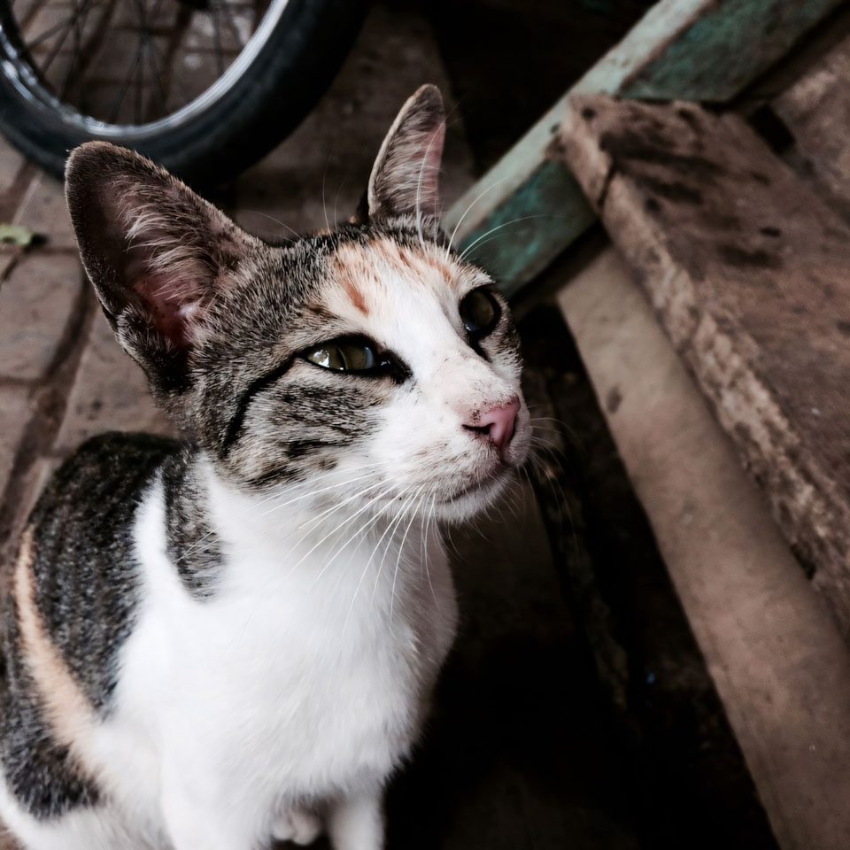 anh meo buon cute 960px 960px avaatar 9