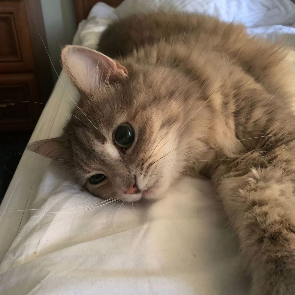 anh meo buon cute 960px 960px avaatar 10