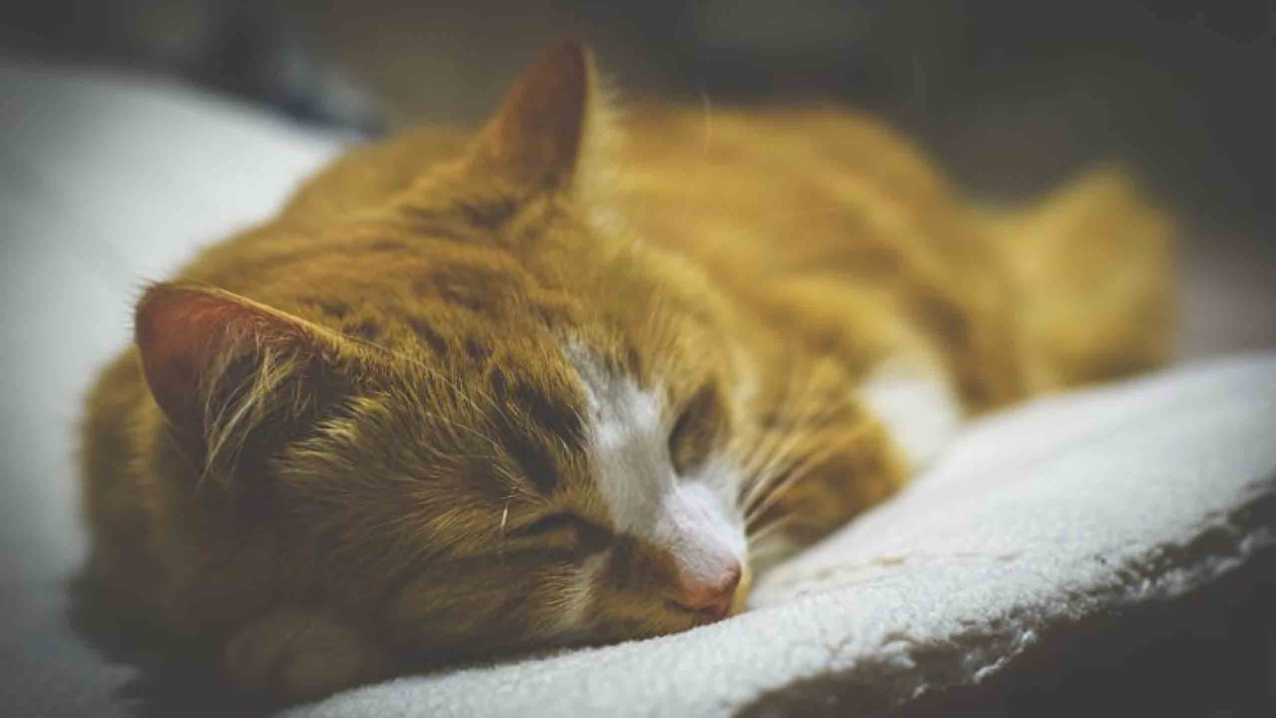 anh meo buon 2560px 1440px 2k 5