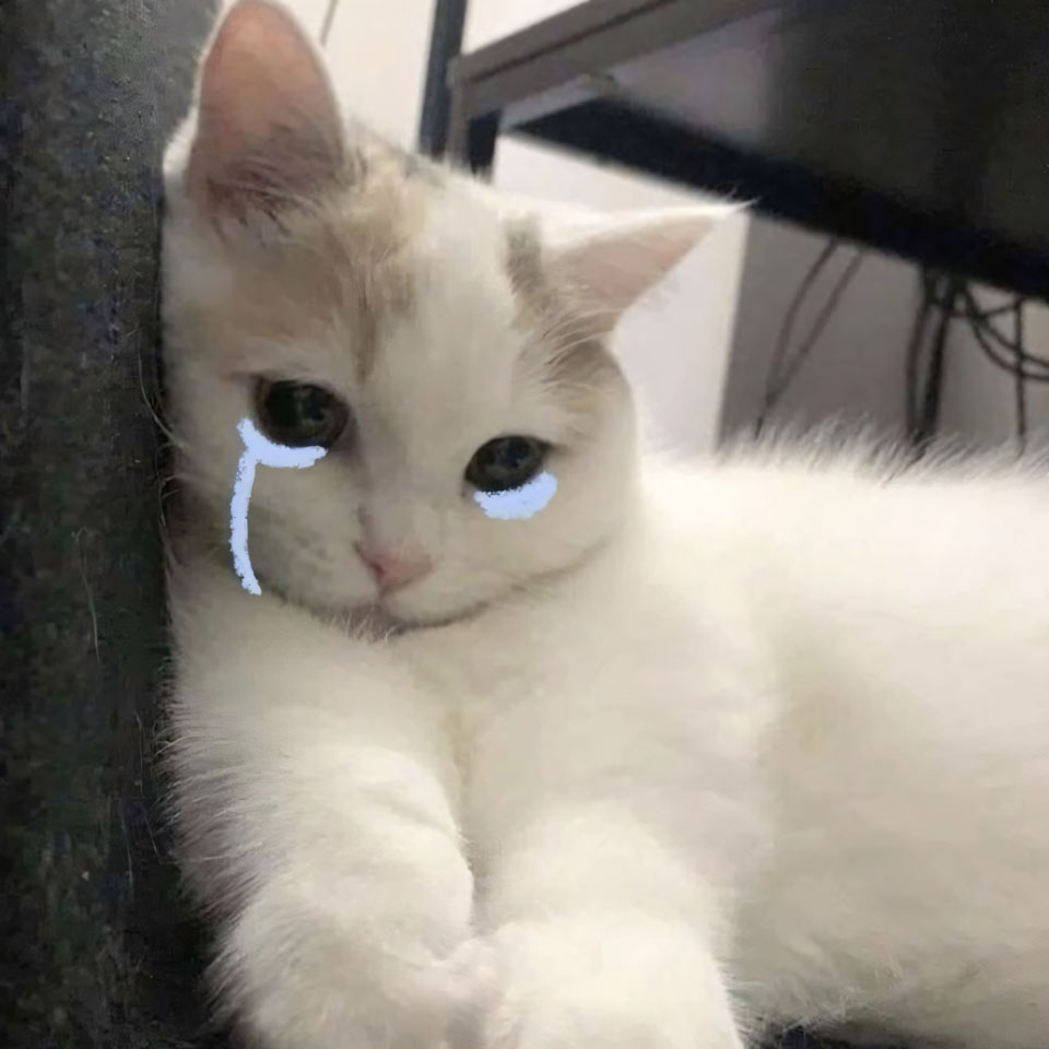 hinh anh meo buon khoc 960px 960px avaatar 6