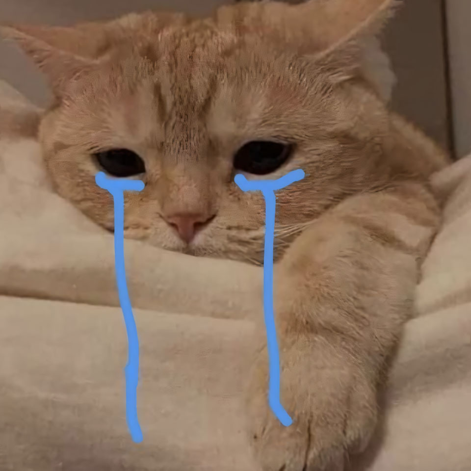 hinh anh meo buon khoc 960px 960px avaatar 10