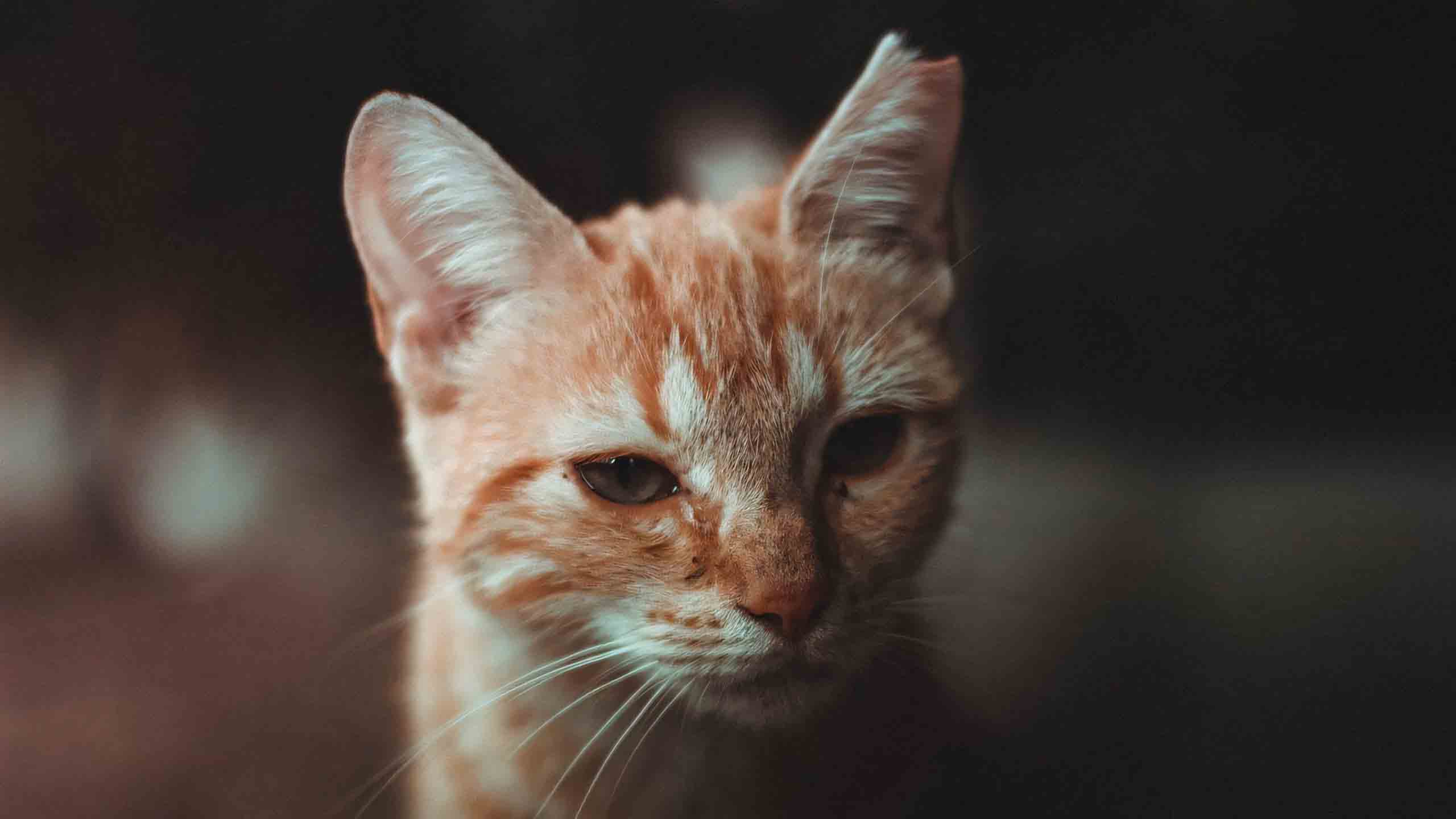 anh meo buon 2560px 1440px 2k 6