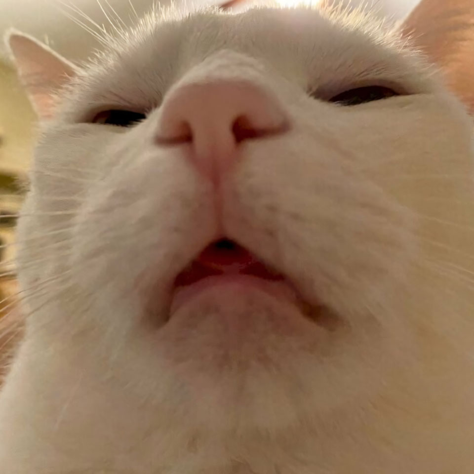 anh con meo buon cuoi 960px 960px avaatar 7