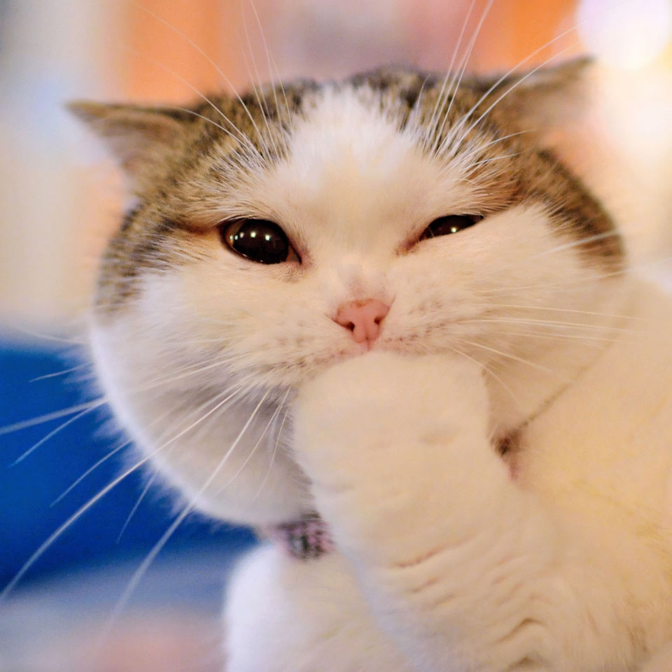 anh con meo buon cuoi 960px 960px avaatar 9