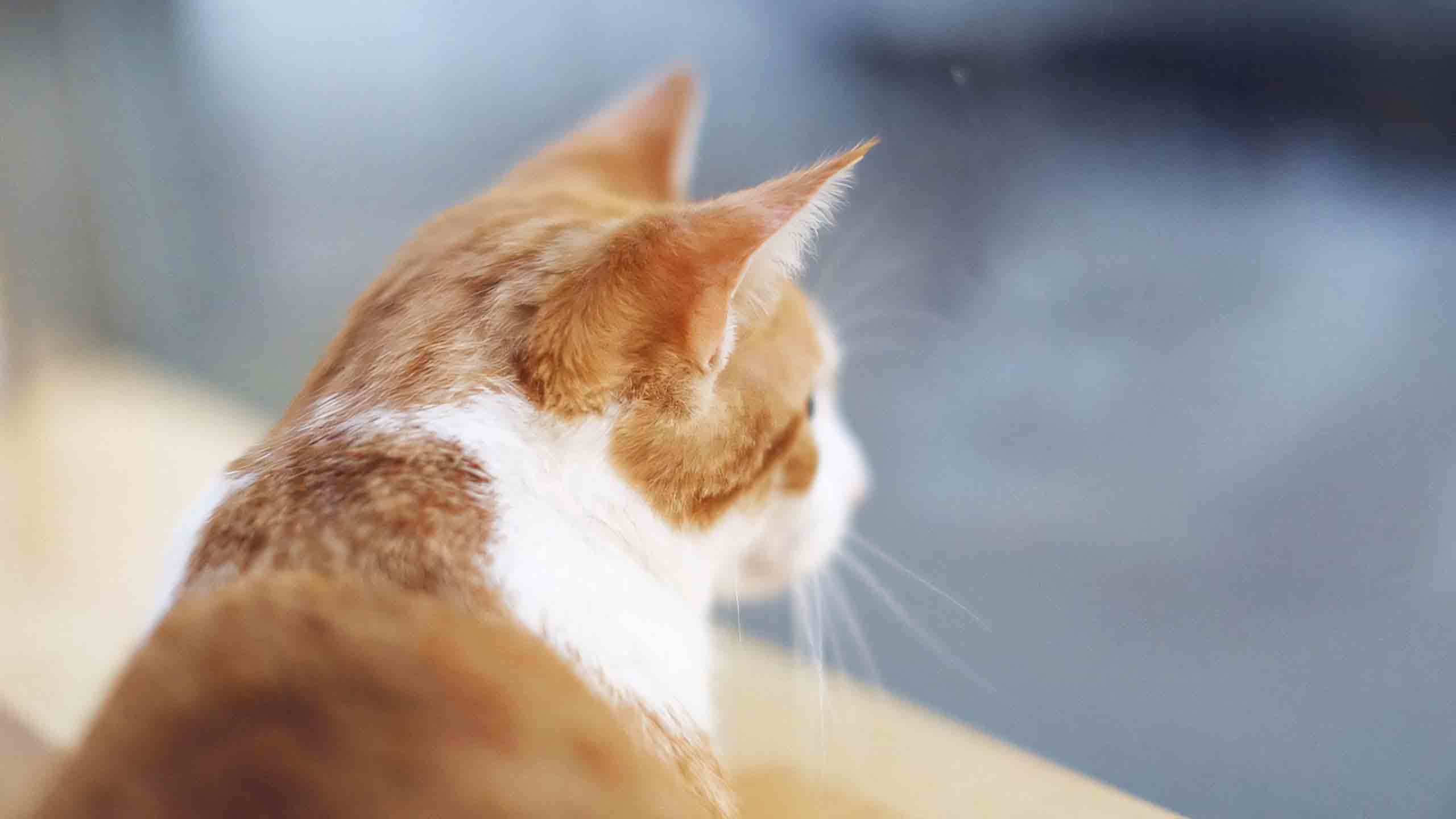 anh meo buon 2560px 1440px 2k 7