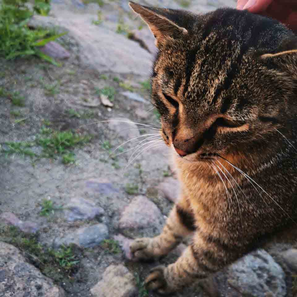 anh meo buon ngu 960px 960px avaatar 5