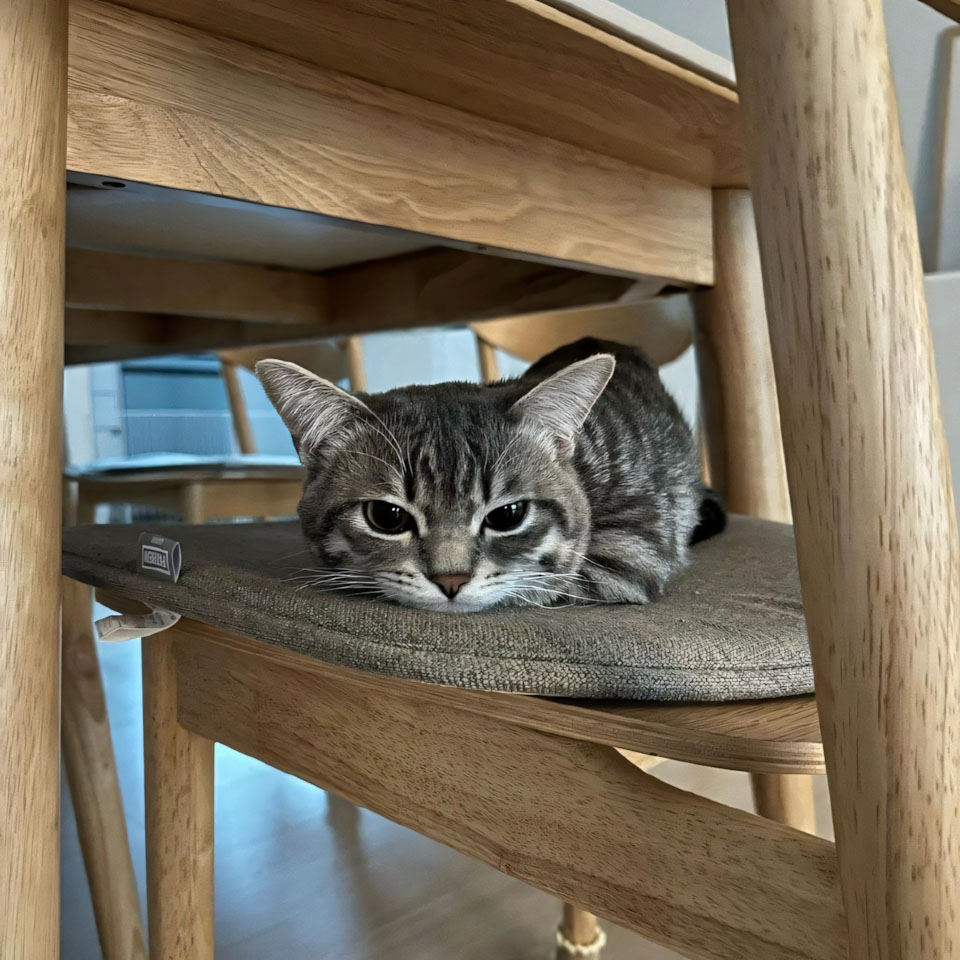 anh meo buon ngu 960px 960px avaatar 2