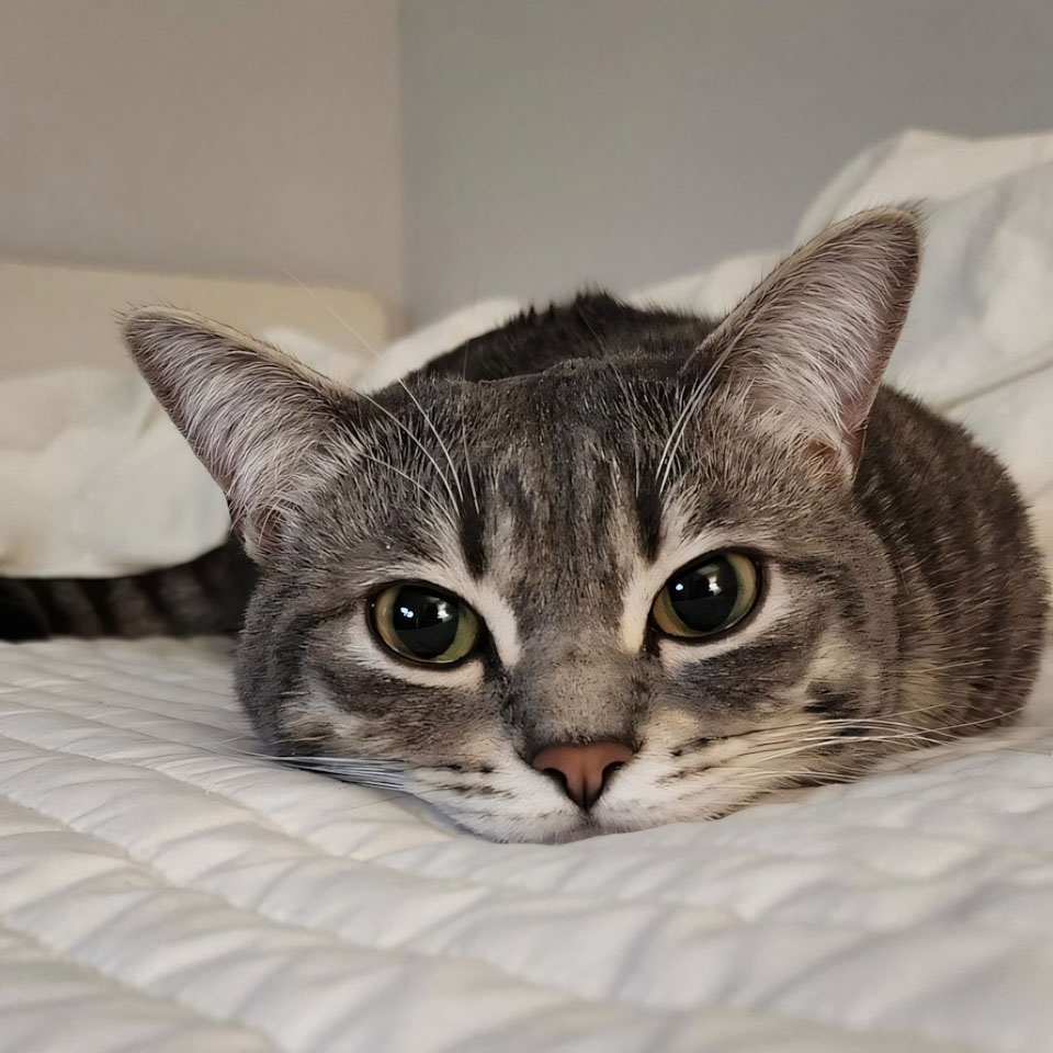 anh meo buon ngu 960px 960px avaatar 4