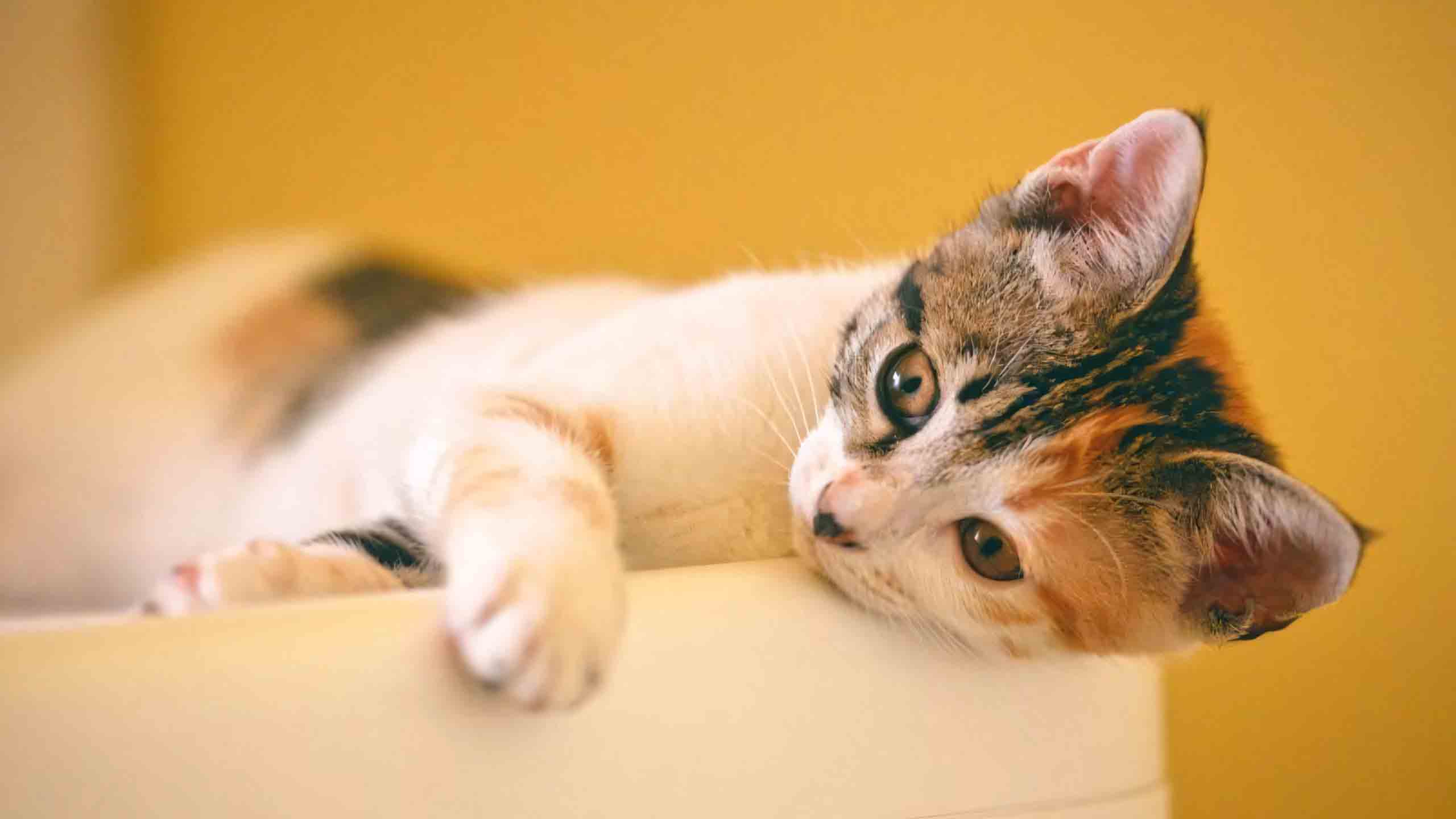 anh meo buon 2560px 1440px 2k 8