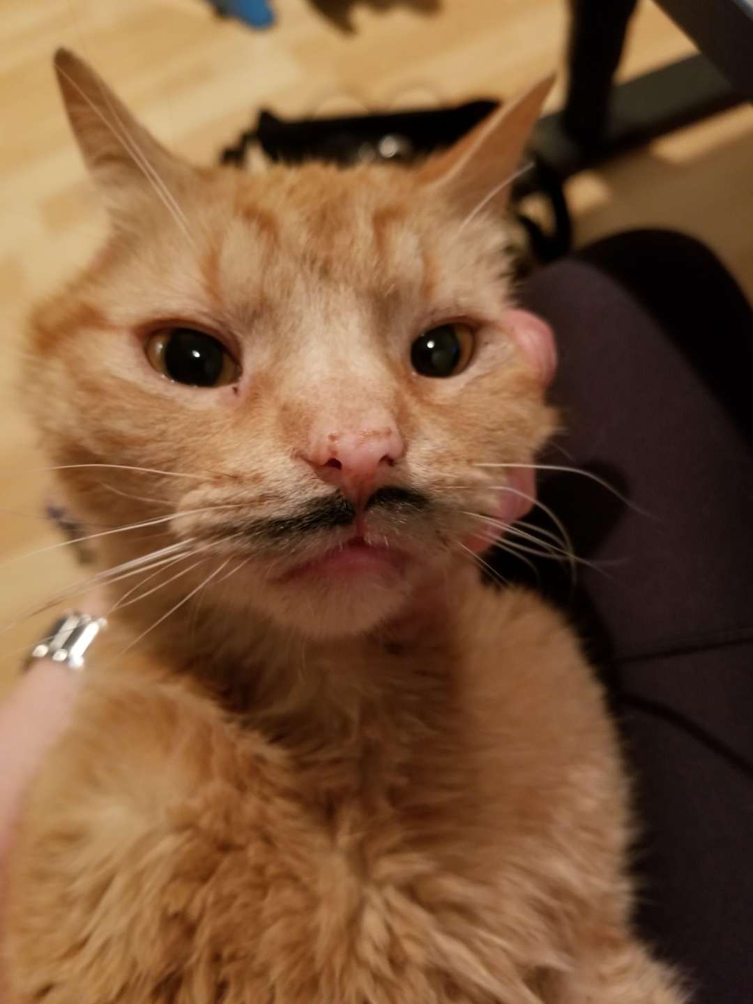 Meme mèo anime reaction