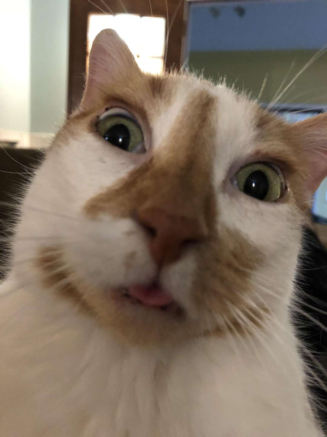 Meme mèo anime video