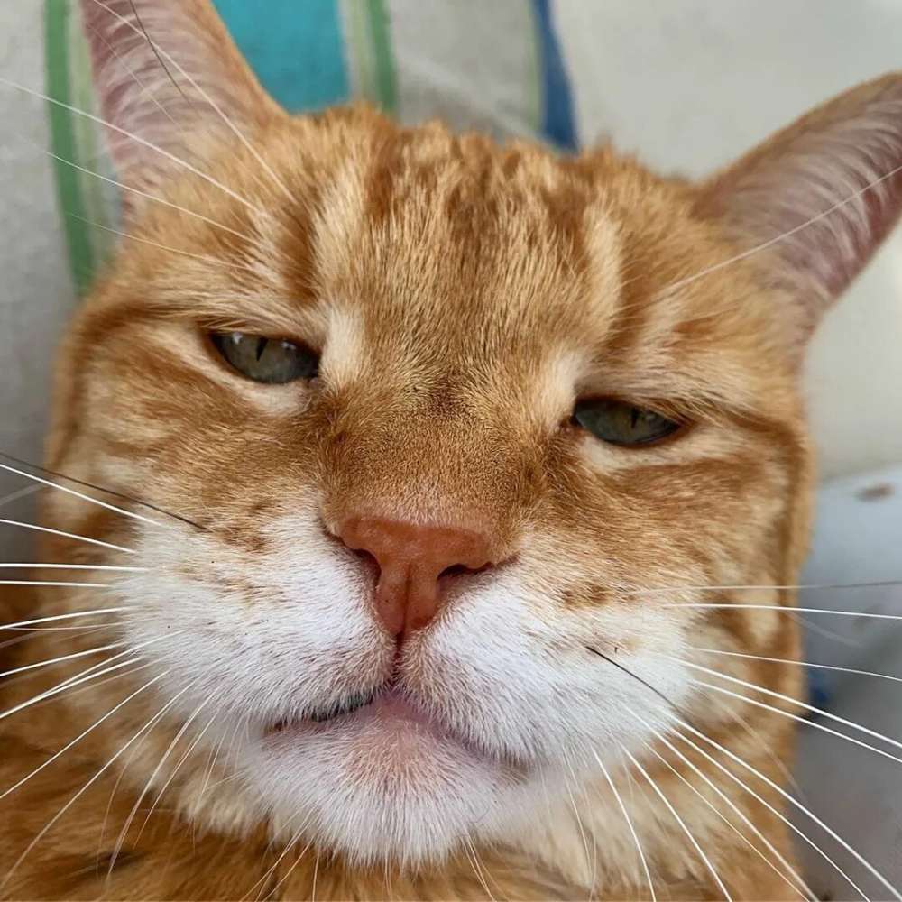 Meme mèo anime mèo anthropomorphic