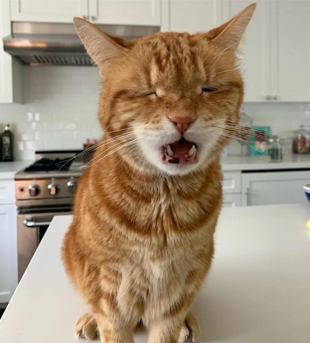 Meme mèo anime chibi