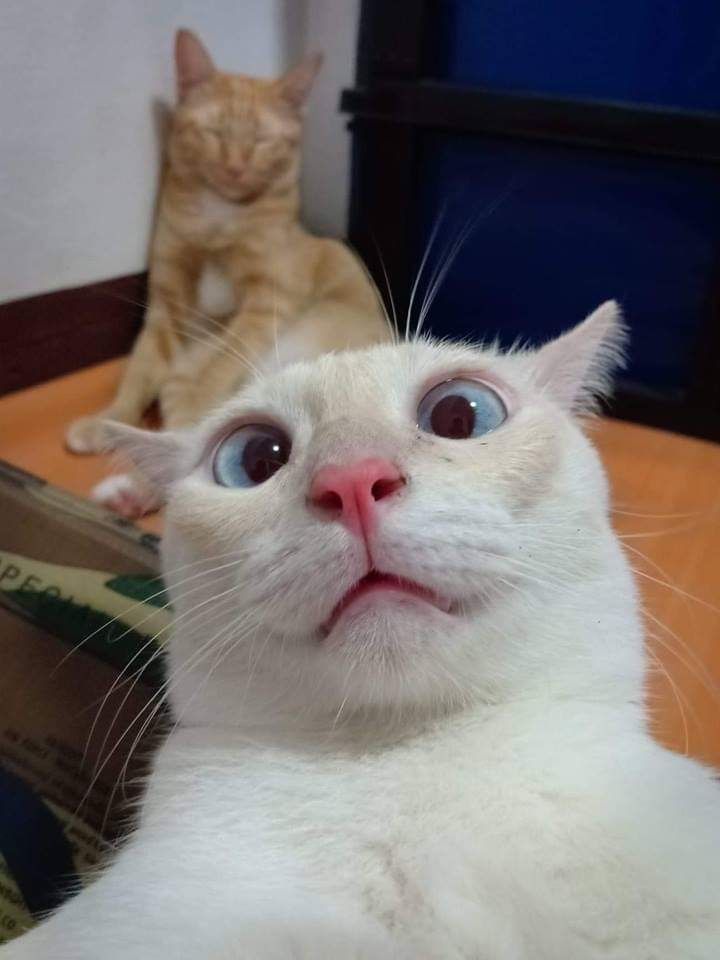 Meme mèo anime ảnh chế