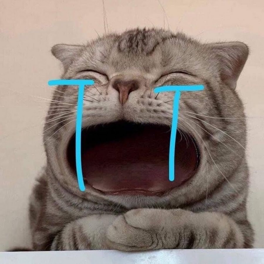 Meme mèo anime siêu dễ thương