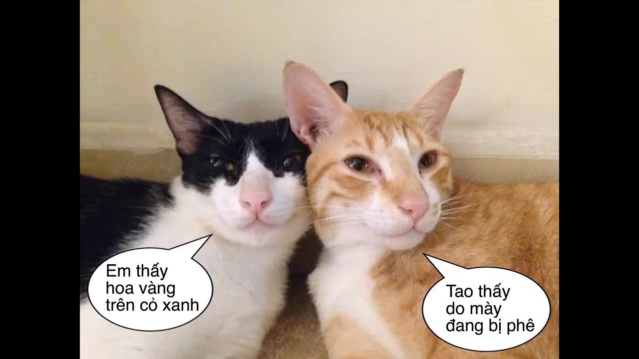 Meme mèo anime dễ thương