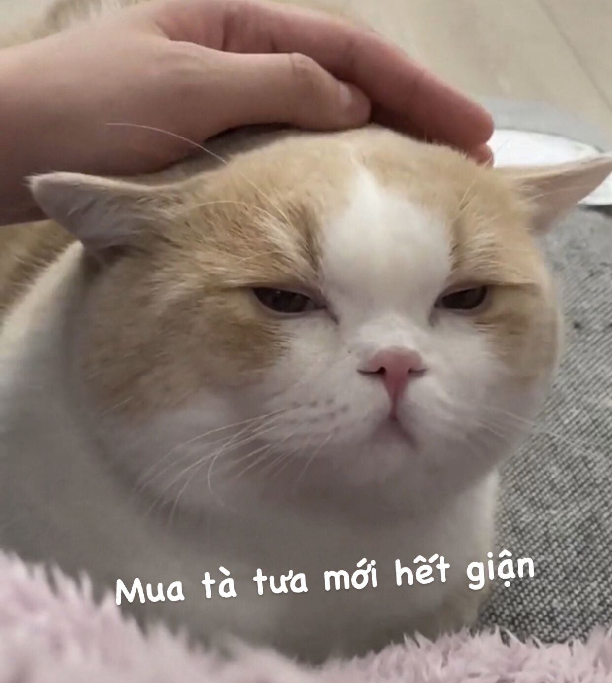 Meme mèo anime trình diễn cute