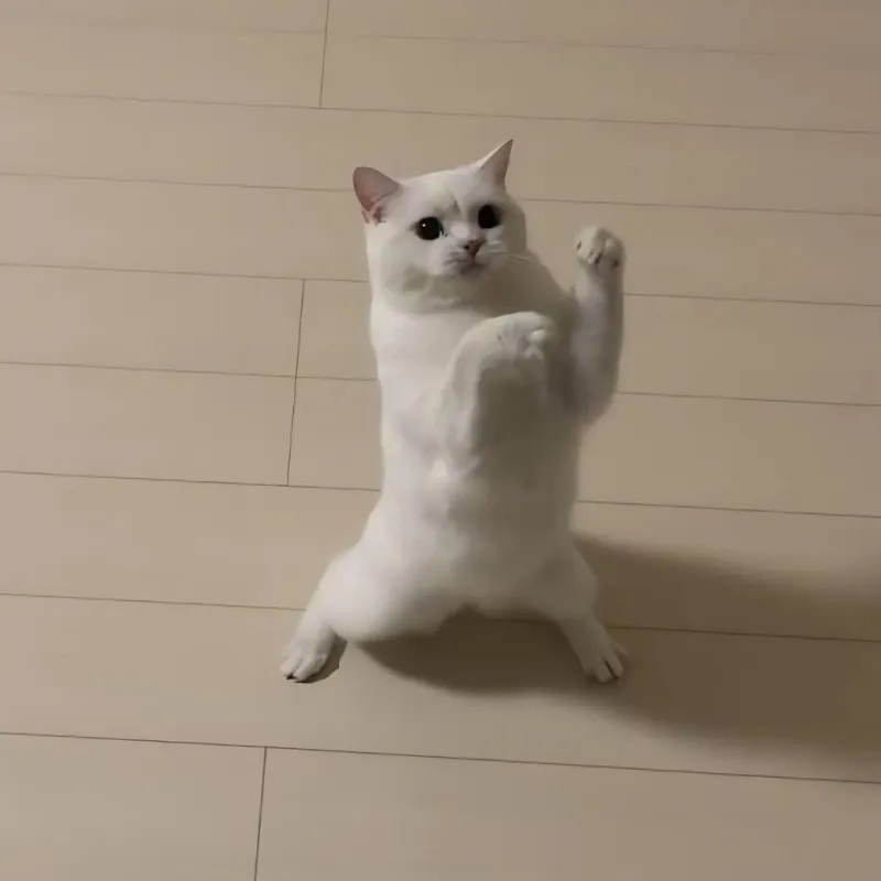 Meme mèo anime cười ra nước mắt